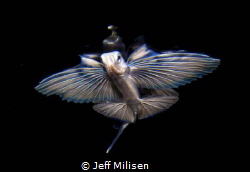 Juvenile flying fish by Jeff Milisen 